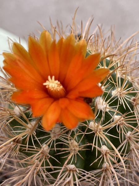 Parodia spec. orange